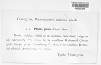 Phomopsis piceae image